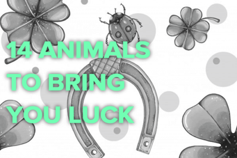 14 Animals To Bring You Luck in Gambling